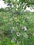 Vaccinium corymbosum